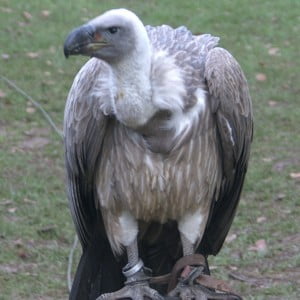 Are Debt Vultures Exploiting Companies In Chapter 11 Bankruptcy?  Are Debt Vultures Exploiting Companies In Chapter 11 Bankruptcy?
